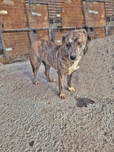 AMELIE, Hund, Mischlingshund in Rumänien - Bild 4