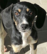 MELISSA, Hund, Pointer-Mix in Zypern - Bild 3