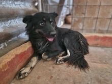 SHADOW, Hund, Mischlingshund in Rumänien - Bild 1