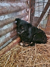 SHADOW, Hund, Mischlingshund in Rumänien - Bild 2