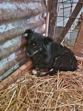 SHADOW, Hund, Mischlingshund in Rumänien - Bild 3