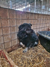 SHADOW, Hund, Mischlingshund in Rumänien - Bild 4