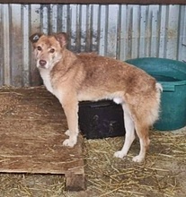 SAM2, Hund, Mischlingshund in Rumänien - Bild 2