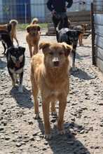 ARONI, Hund, Mischlingshund in Rumänien - Bild 20