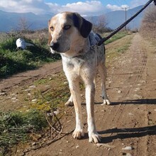 RICK, Hund, Jagdhund-Mix in Griechenland - Bild 2