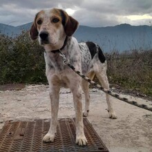 RICK, Hund, Jagdhund-Mix in Griechenland - Bild 4