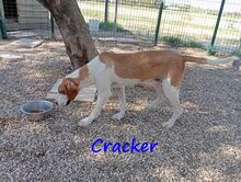 CRACKER, Hund, Mischlingshund in Radevormwald - Bild 11