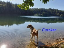 CRACKER, Hund, Mischlingshund in Radevormwald - Bild 5