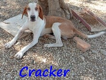 CRACKER, Hund, Mischlingshund in Radevormwald - Bild 6