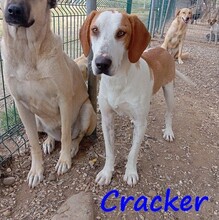 CRACKER, Hund, Mischlingshund in Radevormwald - Bild 7