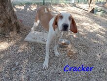 CRACKER, Hund, Mischlingshund in Radevormwald - Bild 9