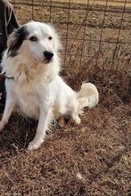 JENNY, Hund, English Setter-Mix in Rumänien - Bild 1