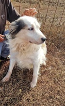 JENNY, Hund, English Setter-Mix in Rumänien - Bild 2