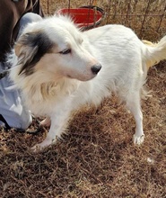 JENNY, Hund, English Setter-Mix in Rumänien - Bild 5