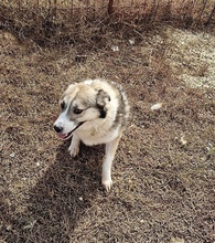 CHARLY, Hund, Mischlingshund in Rumänien - Bild 8