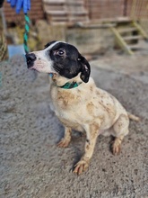 HENRY, Hund, Mischlingshund in Rumänien - Bild 2