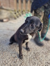 GIGI, Hund, Mischlingshund in Rumänien - Bild 2