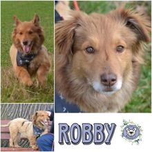 ROBBY, Hund, Mischlingshund in Osterwieck