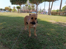 LILA, Hund, Mischlingshund in Spanien - Bild 6