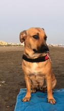 LILA, Hund, Mischlingshund in Spanien - Bild 8