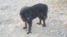 GORDO, Hund, Irish Setter-Mix in Asbach - Bild 5