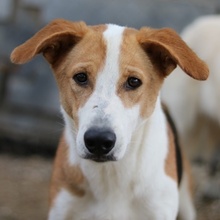 ENEAS, Hund, Mischlingshund in Griechenland - Bild 1