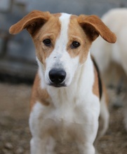 ENEAS, Hund, Mischlingshund in Griechenland - Bild 2