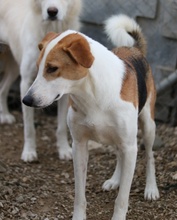 ENEAS, Hund, Mischlingshund in Griechenland - Bild 3