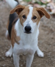 ENEAS, Hund, Mischlingshund in Griechenland - Bild 4