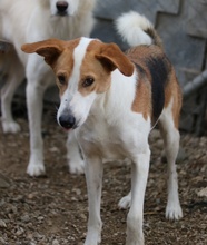 ENEAS, Hund, Mischlingshund in Griechenland - Bild 8