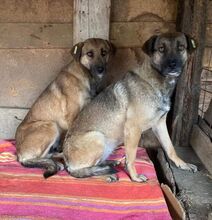 HELGA, Hund, Mischlingshund in Rumänien - Bild 2