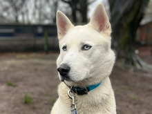 LOKI, Hund, Siberian Husky-Mix in Hamburg - Bild 1