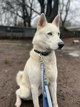 LOKI, Hund, Siberian Husky-Mix in Hamburg - Bild 2