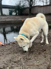 LOKI, Hund, Siberian Husky-Mix in Hamburg - Bild 3