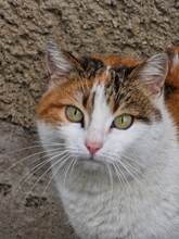 BLUME, Katze, Hauskatze in Bulgarien