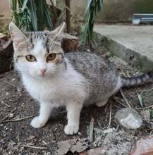 PIPER, Katze, Hauskatze in Bulgarien