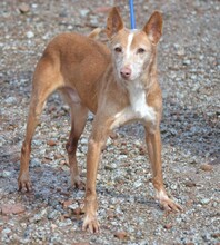 KANI, Hund, Podenco Andaluz in Berlin - Bild 2