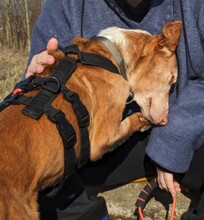 KANI, Hund, Podenco Andaluz in Berlin - Bild 3