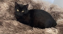 VENOM, Katze, Hauskatze in Ungarn - Bild 2