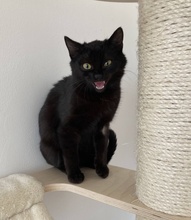 VENOM, Katze, Hauskatze in Ungarn - Bild 3