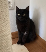 VENOM, Katze, Hauskatze in Ungarn - Bild 4