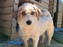 CHARIS, Hund, Mischlingshund in Griechenland