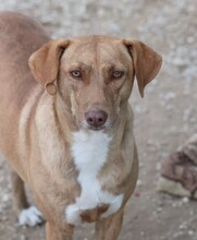 GRETA3, Hund, Mischlingshund in Griechenland - Bild 3