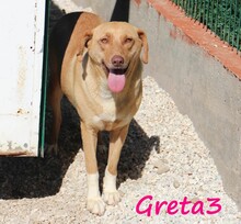 GRETA3, Hund, Mischlingshund in Griechenland - Bild 5