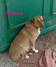 GRETA3, Hund, Mischlingshund in Griechenland - Bild 8