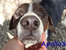 APOLLO3, Hund, Pointer-Mix in Griechenland - Bild 1