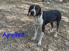 APOLLO3, Hund, Pointer-Mix in Griechenland - Bild 10