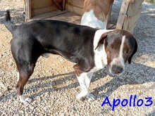 APOLLO3, Hund, Pointer-Mix in Griechenland - Bild 11