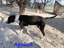 APOLLO3, Hund, Pointer-Mix in Griechenland - Bild 12