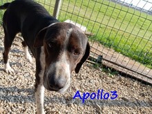 APOLLO3, Hund, Pointer-Mix in Griechenland - Bild 13